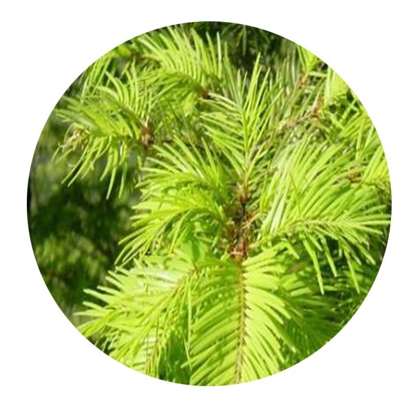 DwarfGiantFarm 100Pcs A Set Pseudotsuga sinensis Dode Seed  ProQgf
