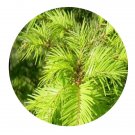 DwarfGiantFarm 100Pcs A Set Pseudotsuga sinensis Dode Seed  ProQgf