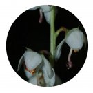 DwarfGiantFarm 100Pcs A Set Pyrola rotundifolia Seed ProQgf