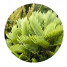 DwarfGiantFarm 100Pcs A Set Podocarpus fleuryi Seed ProQgf