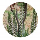 DwarfGiantFarm 100Pcs A Set Acanthus mollis Seed  ProQgf