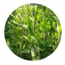 DwarfGiantFarm 100Pcs A Set Acacia mangium Seed  ProQgf