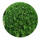 DwarfGiantFarm 100Pcs A Set Buxus megistophylla Seed  ProQgf