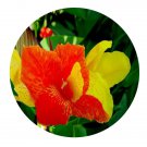 DwarfGiantFarm 100Pcs A Set Canna warscewiezii Seed  ProQgf