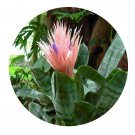 DwarfGiantFarm 100Pcs A Set Aechmea fasciata Seed ProQgf