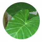 DwarfGiantFarm 100Pcs A Set dishgyi Seed ProQgf