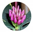 DwarfGiantFarm 100Pcs A Set Daphne odora Aureomarginata Seed  ProQgf