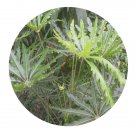 DwarfGiantFarm 100Pcs A Set Dizygotheca elegantissima Seed  ProQgf