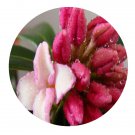 DwarfGiantFarm 100Pcs A Set Daphne odora Thumb Seed ProQgf