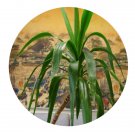 DwarfGiantFarm 100Pcs A Set Dracaena angustifolia Seed ProQgf