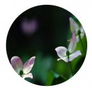 DwarfGiantFarm 100Pcs A Set Dendrobenthamia angustata Fang Seed ProQgf