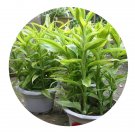 DwarfGiantFarm 100Pcs A Set Dracaena deremensis Roehrs Gold Seed ProQgf
