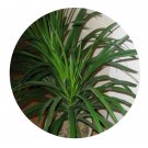 DwarfGiantFarm 100Pcs A Set Dracaena draco Seed ProQgf