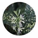 DwarfGiantFarm 100Pcs A Set Dracaena godseffiana cv. Milky Way Seed  ProQgf