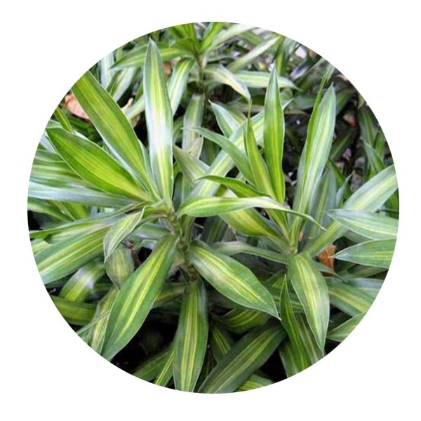 DwarfGiantFarm 100Pcs A Set Dracaena reflexa Seed   ProQgf