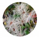 DwarfGiantFarm 100Pcs A Set Dryas octopetala var.asiatica Seed   ProQgf