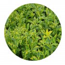 DwarfGiantFarm 100Pcs A Set Duranta repens  Seed ProQgf