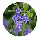 DwarfGiantFarm 100Pcs A Set Duranta repens Linn. Seed ProQgf