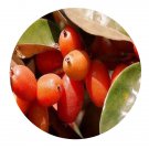 DwarfGiantFarm 100Pcs A Set Elaeagnus conferta Roxb Seed  ProQgf