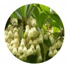 DwarfGiantFarm 100Pcs A Set Elaeocarpus apiculatus Mast Seed   ProQgf