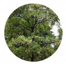 DwarfGiantFarm 100Pcs A Set Elaeocarpus hainanensis Seed   ProQgf