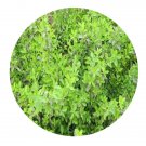DwarfGiantFarm 100Pcs A Set Euonymus fortunei Hand Mazz Seed   ProQgf