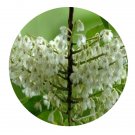 DwarfGiantFarm 100Pcs A Set Elaeocarpusserratus Benth Seed  ProQgf