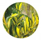 DwarfGiantFarm 100Pcs A Set Euonymus japomcus Aureo pictus Seed  ProQgf