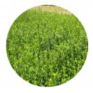 DwarfGiantFarm 100Pcs A Set Euonymus kiautshovicus Seed  ProQgf