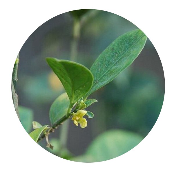 DwarfGiantFarm 100Pcs A Set Euonymus nitidus Benth Seed   ProQgf