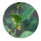 DwarfGiantFarm 100Pcs A Set Euonymus nitidus Benth Seed   ProQgf