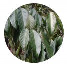 DwarfGiantFarm 100Pcs A Set Hopea hainanensis Merr. et Chun Seed   ProQgf