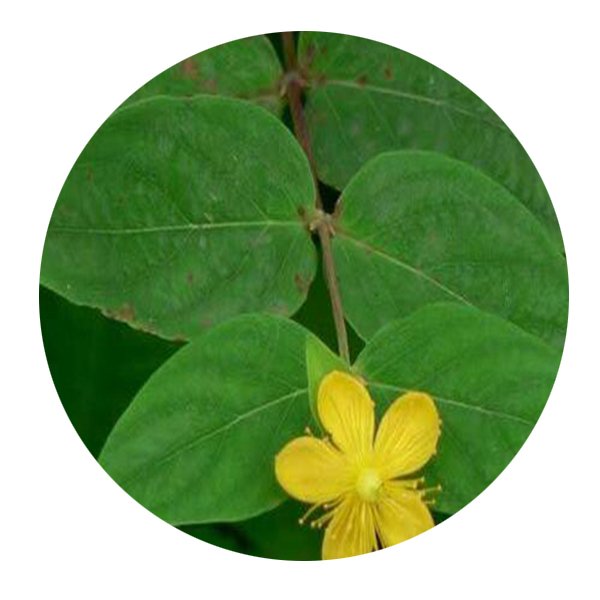 DwarfGiantFarm 100Pcs A Set Hypericum patulum Thunb Seed   ProQgf
