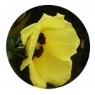DwarfGiantFarm 100Pcs A Set Hibiscus grewiifolius Hassk Seed ProQgf