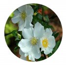 DwarfGiantFarm 500Pcs A Set Rosa bracteata Wendl Seed  ProQgf