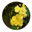 DwarfGiantFarm 500Pcs A Set Rosa banksiae Ait. var. bankisae f. lutea Seed  ProQgf