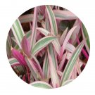 DwarfGiantFarm 100Pcs A Set Rhoeo spathacea Seed  ProQgf