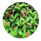 DwarfGiantFarm 100Pcs A Set Ruellia elegans Seed   ProQgf