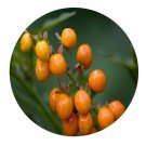 DwarfGiantFarm 100Pcs A Set Rivina humilis Seed    ProQgf