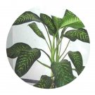 DwarfGiantFarm 100Pcs A Set Rohdea japonica Seed ProQgf