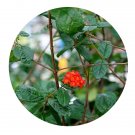 DwarfGiantFarm 100Pcs A Set Rondeletia odorata Seed ProQgf