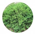 DwarfGiantFarm 100Pcs A Set Sabina procumbens Seed ProQgf
