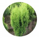 DwarfGiantFarm 100Pcs A Set Sabina chinensis Aurea Seed ProQgf