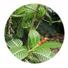 DwarfGiantFarm 100Pcs A Set Sanchezia speciosa Seed ProQgf