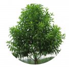 DwarfGiantFarm 100Pcs A Set Santalum album Linn Seed ProQgf