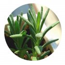 DwarfGiantFarm 100Pcs A Set Rosmarinus officinalis Seed ProQgf