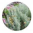 DwarfGiantFarm 100Pcs A Set Santolina chamaecyparissus Seed ProQgf
