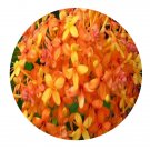 DwarfGiantFarm 100Pcs A Set Saraca dives Pierre Seed ProQgf