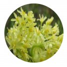 DwarfGiantFarm 100Pcs A Set Sassafras tzumu Seed ProQgf