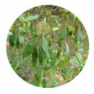 DwarfGiantFarm 100Pcs A Set Viburnum cylindricum Seed ProQgf